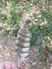 Megascops kennicottii