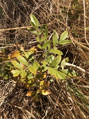 Glycyrrhiza lepidota