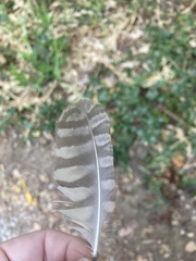 Megascops kennicottii