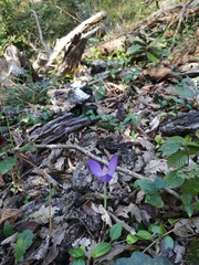 Crocus banaticus