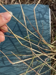 Eragrostis intermedia