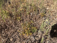 Glycyrrhiza lepidota