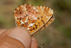 Boloria titania