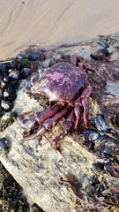 Taliepus nuttallii
