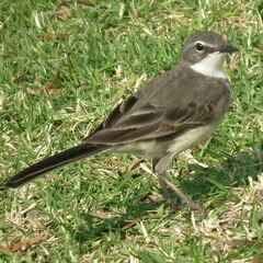 Motacilla capensis capensis