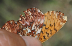 Boloria titania