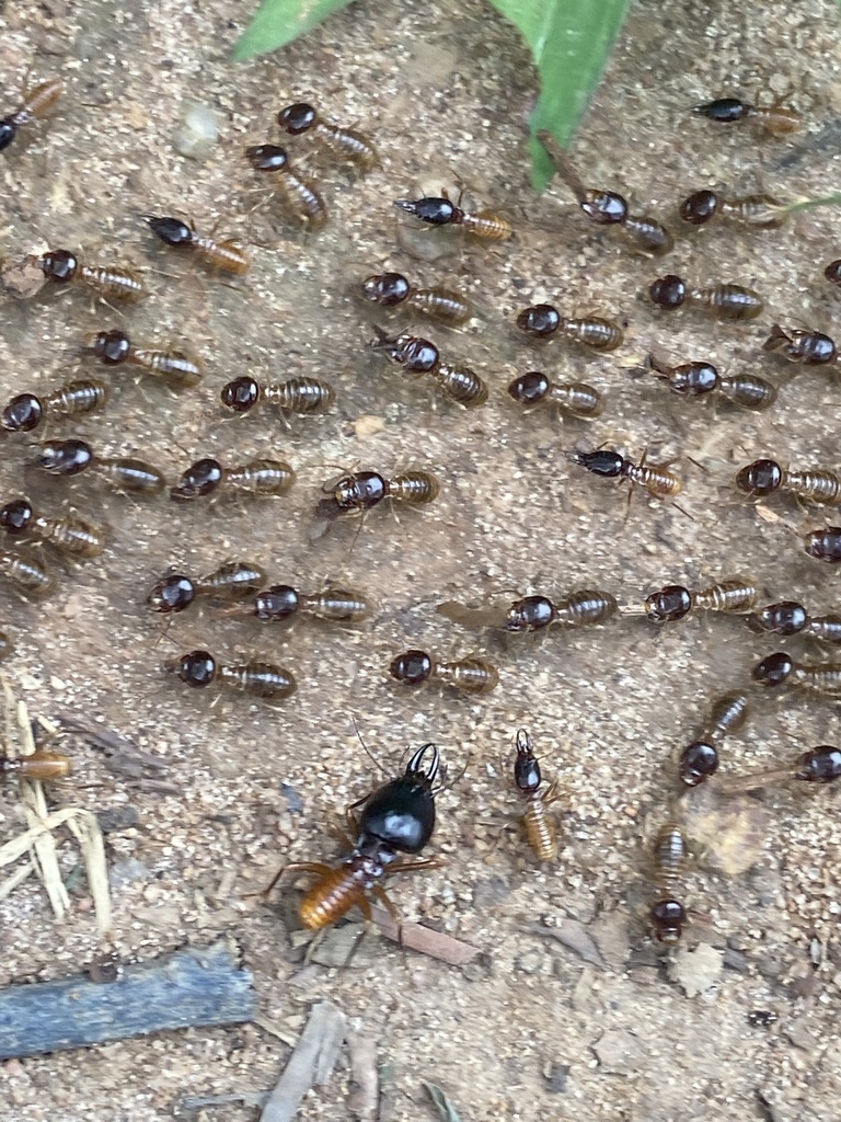 Macrotermes lilljeborgi