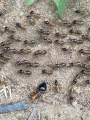 Macrotermes lilljeborgi
