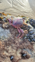 Taliepus nuttallii