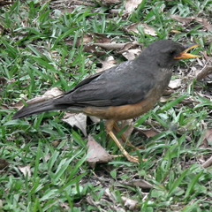 Turdus olivaceus olivaceus