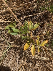 Glycyrrhiza lepidota