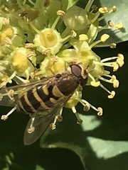 Syrphus