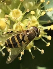 Syrphus