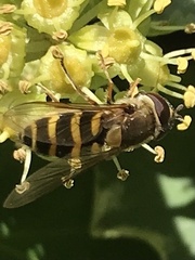 Syrphus