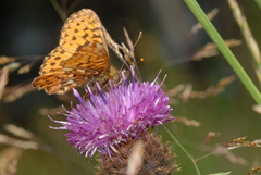 Boloria titania
