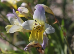 Sparaxis caryophyllacea