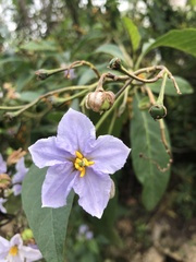 Solanum bonariense
