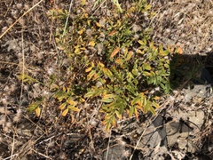 Glycyrrhiza lepidota