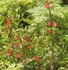 Lamourouxia multifida