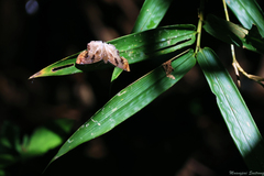 Odontoptilum angulata