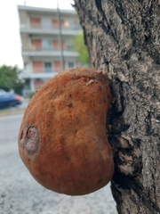 Inonotus hispidus
