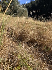 Glycyrrhiza lepidota