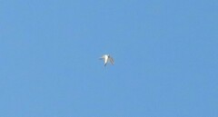 Charadrius vociferus