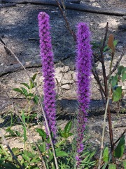 Liatris pycnostachya