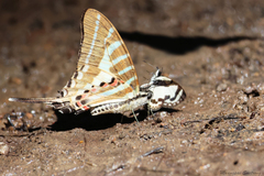 Graphium aristeus