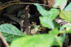 Sphenomorphus maculatus