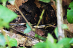 Sphenomorphus maculatus