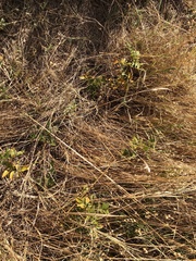 Glycyrrhiza lepidota