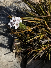 Adenandra rotundifolia