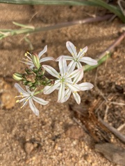 Trachyandra ciliata
