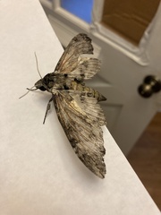 Cocytius antaeus