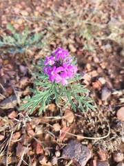 Glandularia wrightii