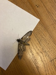 Cocytius antaeus