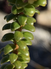 Adenandra rotundifolia