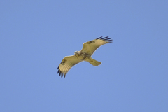 Buteo japonicus