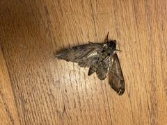 Cocytius antaeus