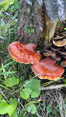 Ganoderma tsugae