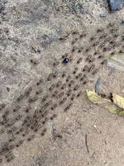 Macrotermes lilljeborgi