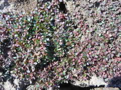 Elatine brachysperma