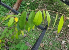 Schoutenia glomerata