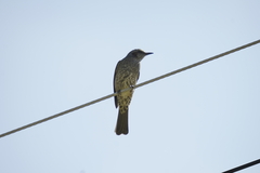 Hypsipetes amaurotis