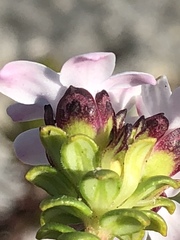 Adenandra rotundifolia
