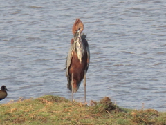 Ardea goliath