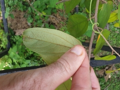 Schoutenia glomerata