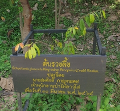 Schoutenia glomerata