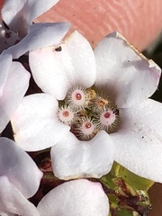 Adenandra rotundifolia